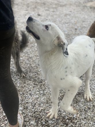 Pünktchen, geb. ca. 10/2022, lebt in GRIECHENLAND, im städt. Tierheim Serres