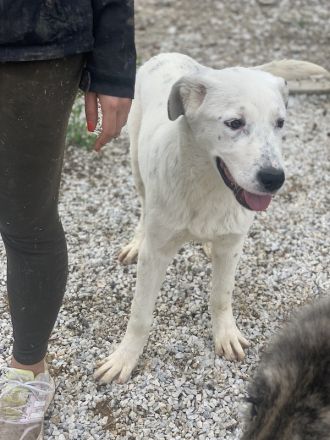 Pünktchen, geb. ca. 10/2022, lebt in GRIECHENLAND, im städt. Tierheim Serres