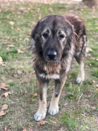 Potter, geb. ca. 11/2020, lebt in GRIECHENLAND, auf einer privaten Pflegestelle