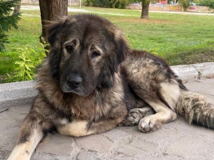 Potter, geb. ca. 11/2020, lebt in GRIECHENLAND, auf einer privaten Pflegestelle