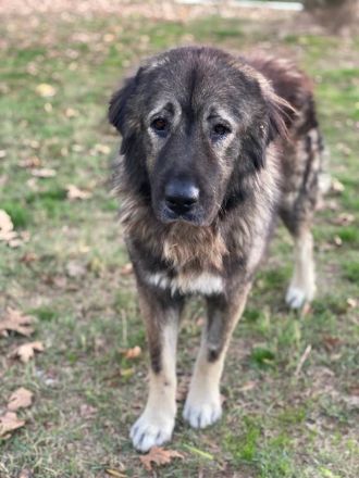 Potter, geb. ca. 11/2020, lebt in GRIECHENLAND, auf einer privaten Pflegestelle