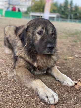 Potter, geb. ca. 11/2020, lebt in GRIECHENLAND, auf einer privaten Pflegestelle