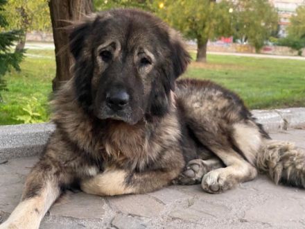 Potter, geb. ca. 11/2020, lebt in GRIECHENLAND, auf einer privaten Pflegestelle