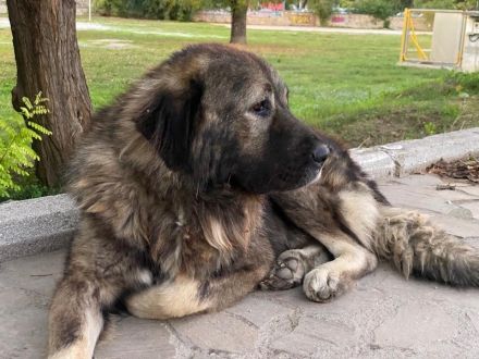 Potter, geb. ca. 11/2020, lebt in GRIECHENLAND, auf einer privaten Pflegestelle