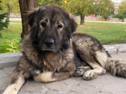 Potter, geb. ca. 11/2020, lebt in GRIECHENLAND, auf einer privaten Pflegestelle