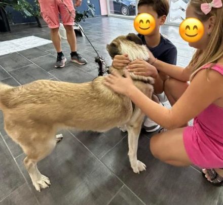 Pedro, geb. ca. 11/2022, lebt in GRIECHENLAND, auf einer privaten Pflegestelle