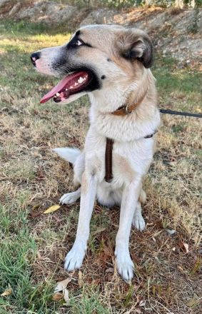 Pedro, geb. ca. 11/2022, lebt in GRIECHENLAND, auf einer privaten Pflegestelle