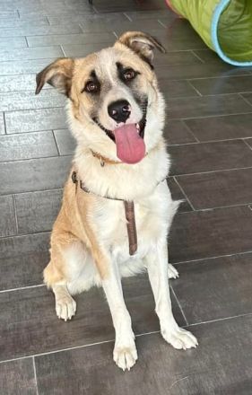 Pedro, geb. ca. 11/2022, lebt in GRIECHENLAND, auf einer privaten Pflegestelle