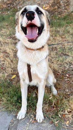 Pedro, geb. ca. 11/2022, lebt in GRIECHENLAND, auf einer privaten Pflegestelle