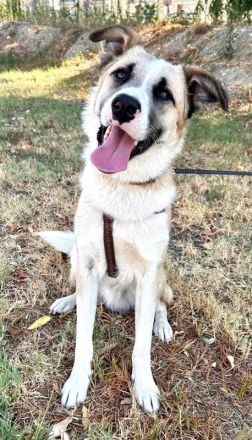 Pedro, geb. ca. 11/2022, lebt in GRIECHENLAND, auf einer privaten Pflegestelle