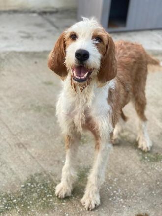 Hans, geb. ca. 08/2022, lebt in GRIECHENLAND, im städt. Tierheim Serres