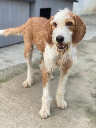 Hans, geb. ca. 08/2022, lebt in GRIECHENLAND, im städt. Tierheim Serres