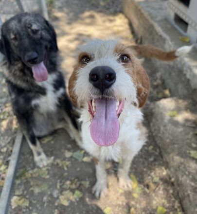 Hans, geb. ca. 08/2022, lebt in GRIECHENLAND, im städt. Tierheim Serres