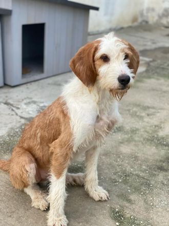 Hans, geb. ca. 08/2022, lebt in GRIECHENLAND, im städt. Tierheim Serres