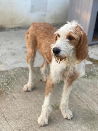 Hans, geb. ca. 08/2022, lebt in GRIECHENLAND, im städt. Tierheim Serres