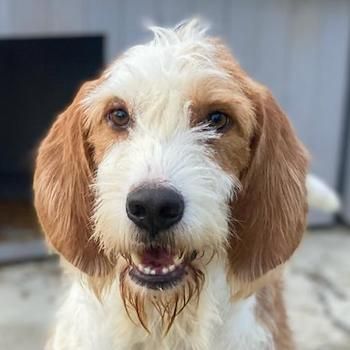 Hans, geb. ca. 08/2022, lebt in GRIECHENLAND, im städt. Tierheim Serres