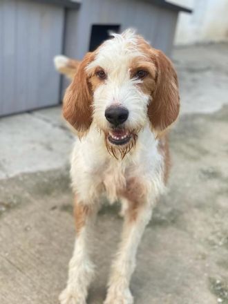 Hans, geb. ca. 08/2022, lebt in GRIECHENLAND, im städt. Tierheim Serres