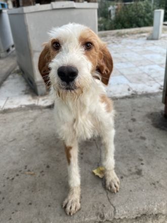 Hans, geb. ca. 08/2022, lebt in GRIECHENLAND, im städt. Tierheim Serres