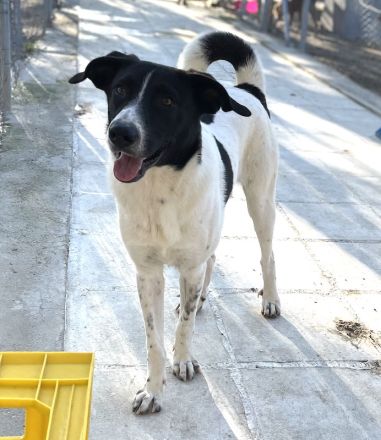 Grecco, geb. ca. 11/2022, lebt in GRIECHENLAND, im städt. Tierheim Serres