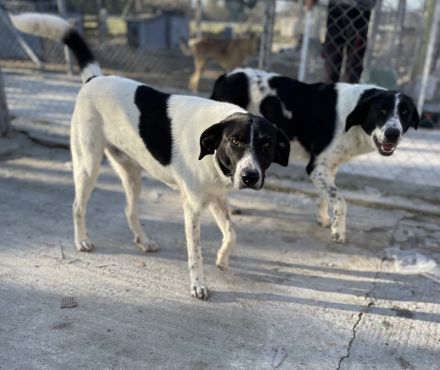 Grecco, geb. ca. 11/2022, lebt in GRIECHENLAND, im städt. Tierheim Serres