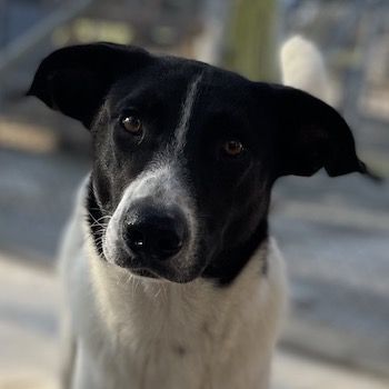 Grecco, geb. ca. 11/2022, lebt in GRIECHENLAND, im städt. Tierheim Serres