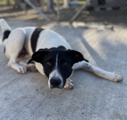 Grecco, geb. ca. 11/2022, lebt in GRIECHENLAND, im städt. Tierheim Serres