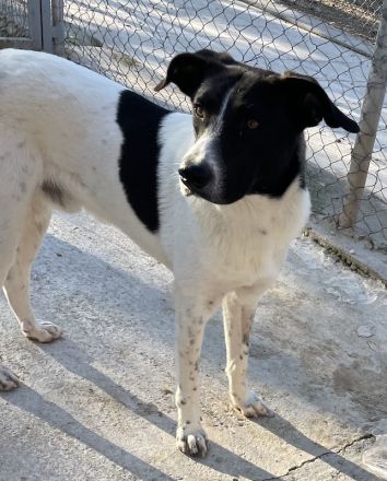 Grecco, geb. ca. 11/2022, lebt in GRIECHENLAND, im städt. Tierheim Serres