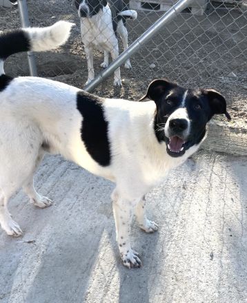 Grecco, geb. ca. 11/2022, lebt in GRIECHENLAND, im städt. Tierheim Serres