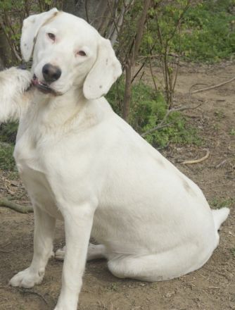 Funky, geb. ca. 11/2021, lebt in GRIECHENLAND, auf einer privaten Pflegestelle