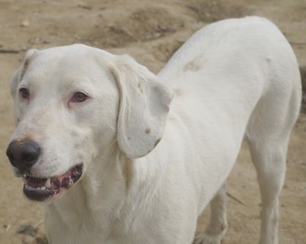 Funky, geb. ca. 11/2021, lebt in GRIECHENLAND, auf einer privaten Pflegestelle