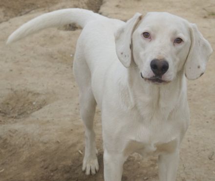 Funky, geb. ca. 11/2021, lebt in GRIECHENLAND, auf einer privaten Pflegestelle