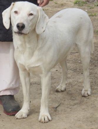 Funky, geb. ca. 11/2021, lebt in GRIECHENLAND, auf einer privaten Pflegestelle