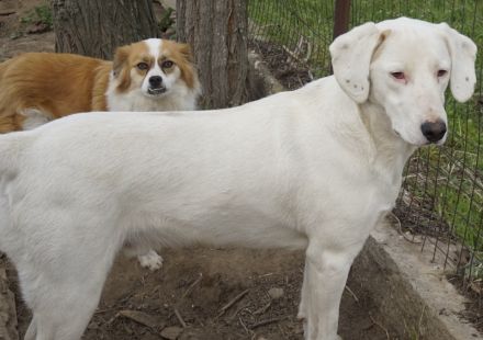 Funky, geb. ca. 11/2021, lebt in GRIECHENLAND, auf einer privaten Pflegestelle