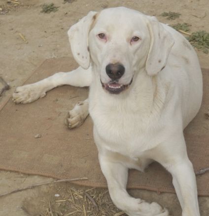 Funky, geb. ca. 11/2021, lebt in GRIECHENLAND, auf einer privaten Pflegestelle