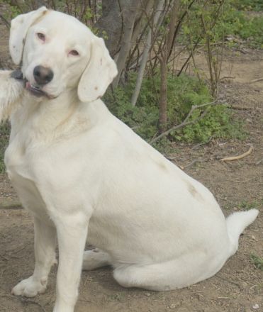 Funky, geb. ca. 11/2021, lebt in GRIECHENLAND, auf einer privaten Pflegestelle