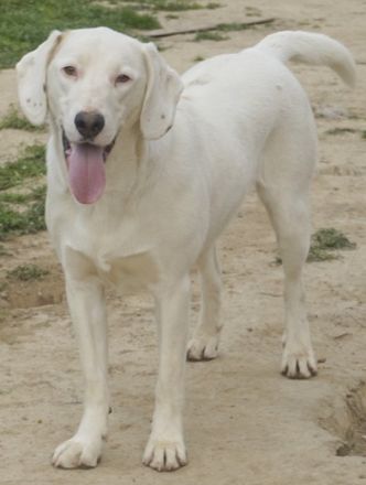 Funky, geb. ca. 11/2021, lebt in GRIECHENLAND, auf einer privaten Pflegestelle