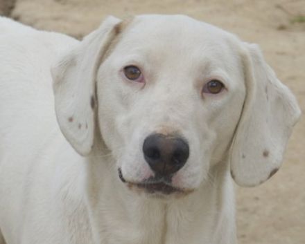 Funky, geb. ca. 11/2021, lebt in GRIECHENLAND, auf einer privaten Pflegestelle