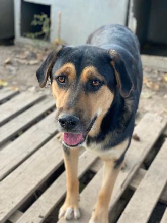 Eppo, geb. ca. 11/2022, lebt in GRIECHENLAND, im städt. Tierheim Serres