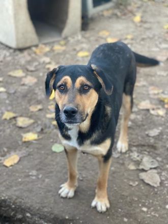 Eppo, geb. ca. 11/2022, lebt in GRIECHENLAND, im städt. Tierheim Serres