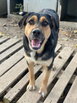 Eppo, geb. ca. 11/2022, lebt in GRIECHENLAND, im städt. Tierheim Serres