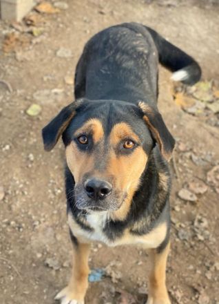 Eppo, geb. ca. 11/2022, lebt in GRIECHENLAND, im städt. Tierheim Serres