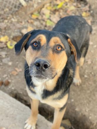 Eppo, geb. ca. 11/2022, lebt in GRIECHENLAND, im städt. Tierheim Serres