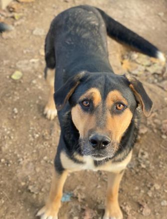 Eppo, geb. ca. 11/2022, lebt in GRIECHENLAND, im städt. Tierheim Serres