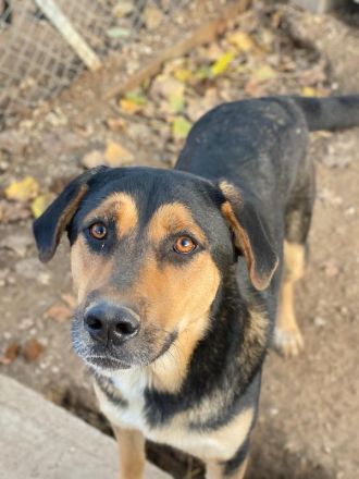 Eppo, geb. ca. 11/2022, lebt in GRIECHENLAND, im städt. Tierheim Serres