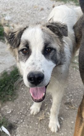 Wesley, geb. ca. 11/2022, lebt in GRIECHENLAND, im städt. Tierheim Serres