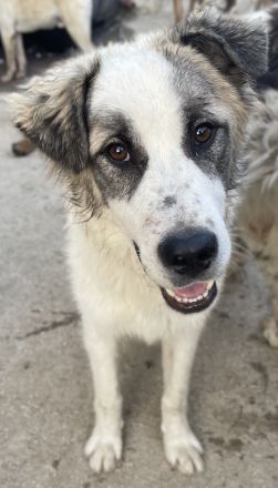 Wesley, geb. ca. 11/2022, lebt in GRIECHENLAND, im städt. Tierheim Serres