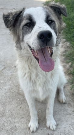 Wesley, geb. ca. 11/2022, lebt in GRIECHENLAND, im städt. Tierheim Serres