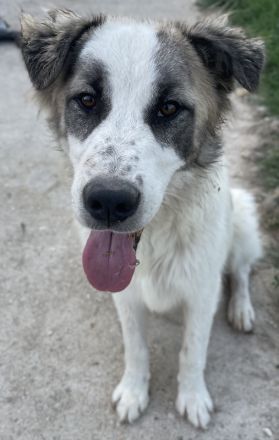 Wesley, geb. ca. 11/2022, lebt in GRIECHENLAND, im städt. Tierheim Serres