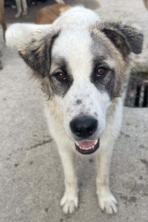 Wesley, geb. ca. 11/2022, lebt in GRIECHENLAND, im städt. Tierheim Serres