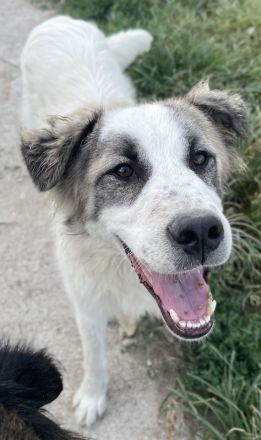 Wesley, geb. ca. 11/2022, lebt in GRIECHENLAND, im städt. Tierheim Serres